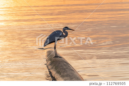 A heron hunting in the sea. Grey heron on the hunt 112769505
