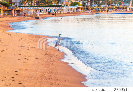 Gray heron fishing on the beach of the Red Sea. Naama Bay beach, Sharm El Sheikh, Egypt Gray heron fishing on the beach of the Red Sea. Naama Bay beach, Sharm El Sheikh, Egypt 112769532