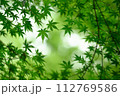 すりガラス的青もみじ 112769586