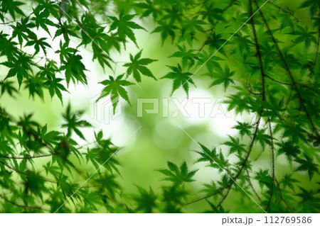 すりガラス的青もみじ 112769586