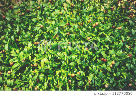 Young shoots of coriander. Green nature floral background 112770056