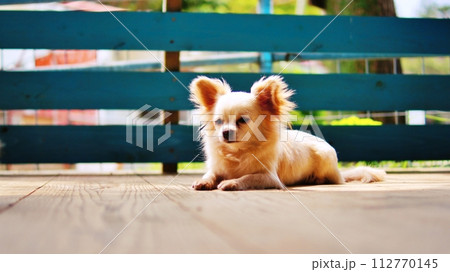 ネオパークオキナワとことこ広場の風景 112770145