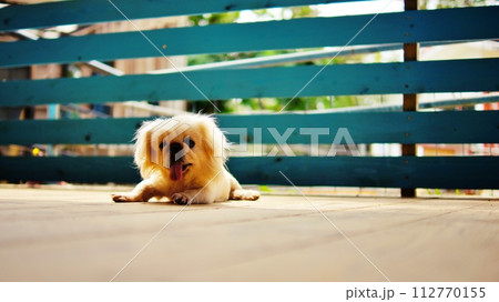 ネオパークオキナワとことこ広場の風景 112770155