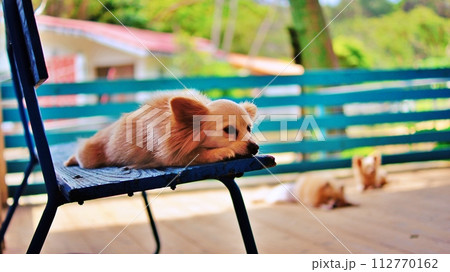 ネオパークオキナワとことこ広場の風景 112770162