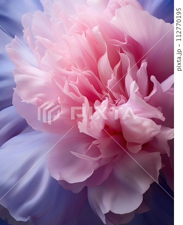 Gentle blue pink background with peony petals. Beautiful flower close up. Gentle blue pink background with peony petals. Beautiful flower close up. 112770195