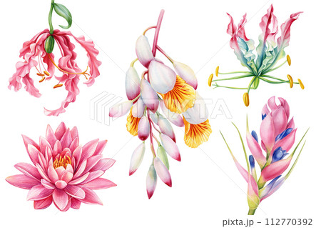 set of tropical flowers cardamom, lotus, lily tillandsia succulent isolated, watercolor painting botanical illustration 112770392