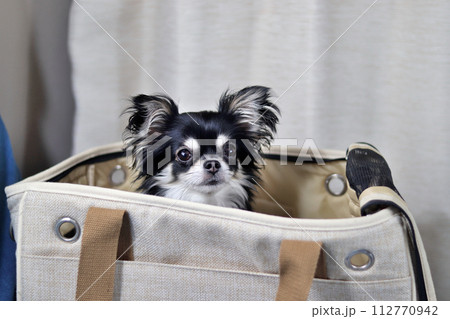 犬用バックに入る幼いチワワ　 112770942