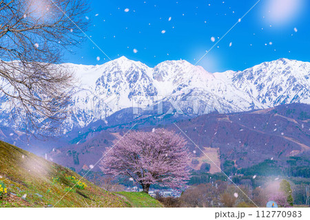 【桜吹雪素材】野平地区の一本桜と冠雪した北アルプス【長野県】 112770983