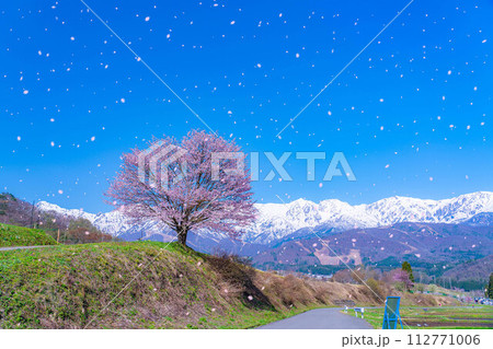 【桜吹雪素材】野平地区の一本桜と冠雪した北アルプス【長野県】 112771006