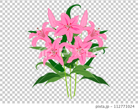 粉紅色的百合花,有樹枝和葉子 粉紅色的百合花,有樹枝和葉子 112771024