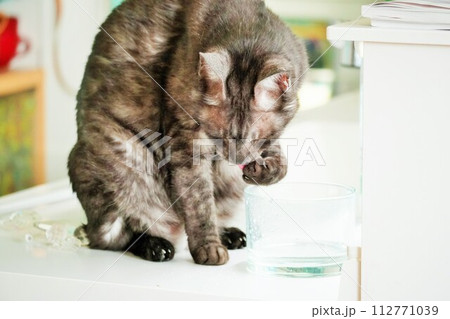 前脚で掬って使って水を飲むブラックスモークタビーの飼い猫 112771039