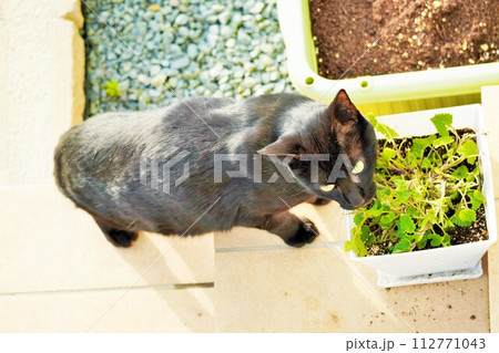 庭の鉢植えのキャットニップを食い荒らす野良の黒猫 112771043