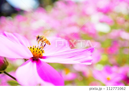 ピンクのコスモスの花粉を集めに来たビーポーレンのついたミツバチのアップ ピンクのコスモスの花粉を集めに来たビーポーレンのついたミツバチのアップ 112771062