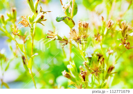 屋外で撮影した白のアマハステビアの小さな花と成熟して綿毛になった種子 112771079