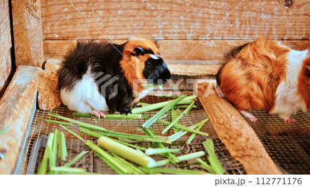 ネオパークオキナワふれあい広場のモルモット 112771176