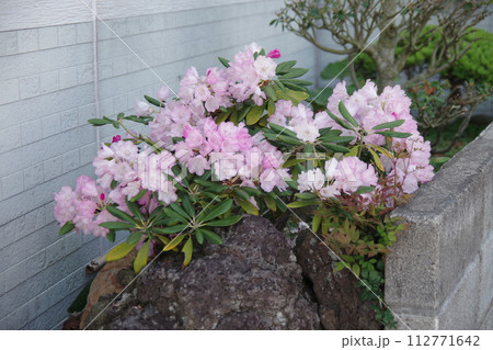 民家の庭先に咲くオキシャクナゲ 112771642