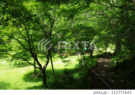 新緑の三段峡遊歩道の景色 112771643