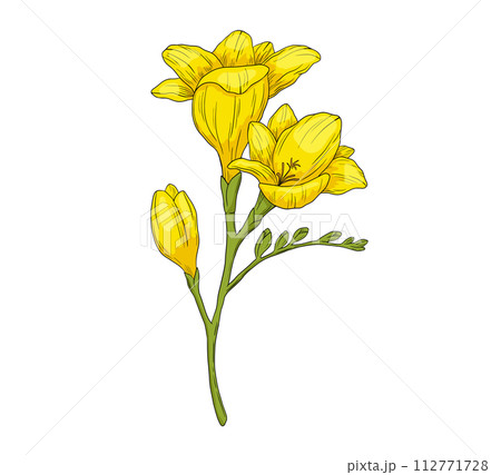 Hand drawn freesia flower branch illustration. Vector color drawing isolated on white 112771728