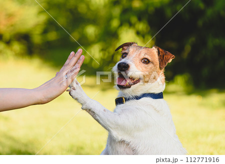 Dog gives paw to a woman making high five gesture Dog gives paw to a woman making high five gesture 112771916