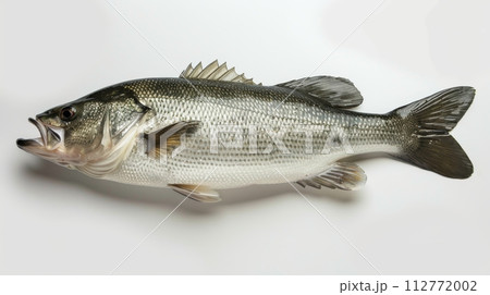 Isolated Largemouth Bass Fish Against White 112772002