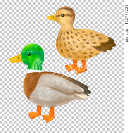 Illustration of mallard 112772222