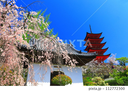 【広島県】満開の桜と厳島神社の五重塔（宮島） 112772300