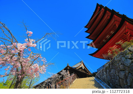 【広島県】満開の桜と厳島神社の五重塔と豊国神社(宮島) 【広島県】満開の桜と厳島神社の五重塔と豊国神社(宮島) 112772318