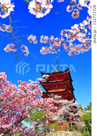【広島県】満開の桜と厳島神社の五重塔（宮島） 112772326