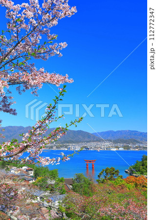【広島県】満開の桜と厳島神社大鳥居（宮島） 112772347
