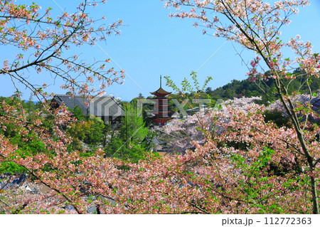 【広島県】満開の桜と厳島神社の五重塔と豊国神社(宮島) 【広島県】満開の桜と厳島神社の五重塔と豊国神社(宮島) 112772363