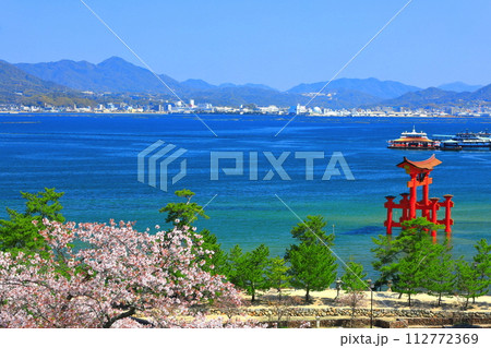 【広島県】満開の桜と厳島神社大鳥居（宮島） 112772369