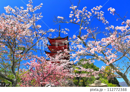 【広島県】満開の桜と厳島神社の五重塔(宮島) 【広島県】満開の桜と厳島神社の五重塔(宮島) 112772388