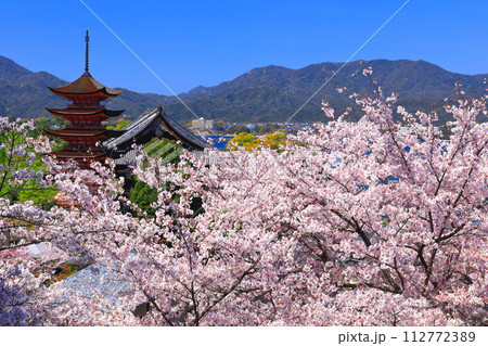 【広島県】満開の桜と厳島神社の五重塔と豊国神社（宮島） 112772389