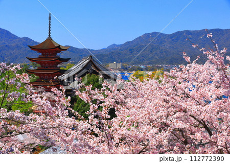 【広島県】満開の桜と厳島神社の五重塔と豊国神社（宮島） 112772390