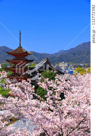 【広島県】満開の桜と厳島神社の五重塔と豊国神社（宮島） 112772392
