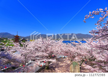 【広島県】満開の桜と厳島神社の五重塔と豊国神社（宮島） 112772393