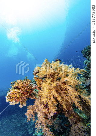 Underwater Tropical Corals Reef with colorful sea fish. Marine life sea world. Tropical colourful underwater seascape. 112772982