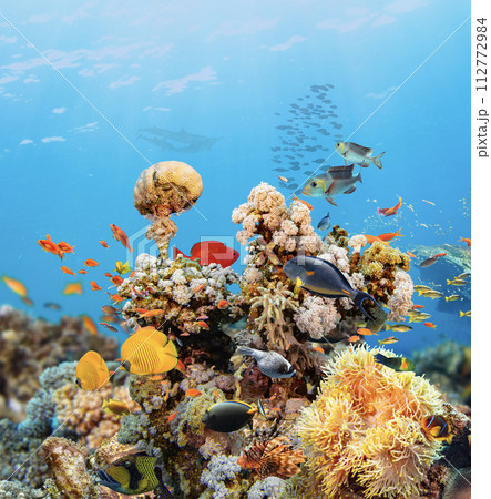 Underwater Tropical Corals Reef with colorful sea fish. Marine life sea world. Tropical colourful underwater seascape. 112772984