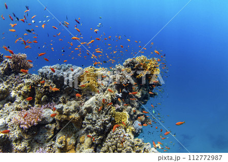 Underwater Tropical Corals Reef with colorful sea fish. Marine life sea world. Tropical colourful underwater seascape. Underwater Tropical Corals Reef with colorful sea fish. Marine life sea world. Tropical colourful underwater seascape. 112772987