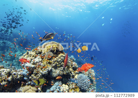 Underwater Tropical Corals Reef with colorful sea fish. Marine life sea world. Tropical colourful underwater seascape. 112772989