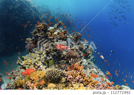 Underwater Tropical Corals Reef with colorful sea fish. Marine life sea world. Tropical colourful underwater seascape. 112772992