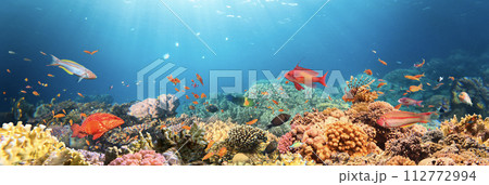 Underwater Tropical Corals Reef with colorful sea fish. Marine life sea world. Tropical colourful underwater seascape. 112772994