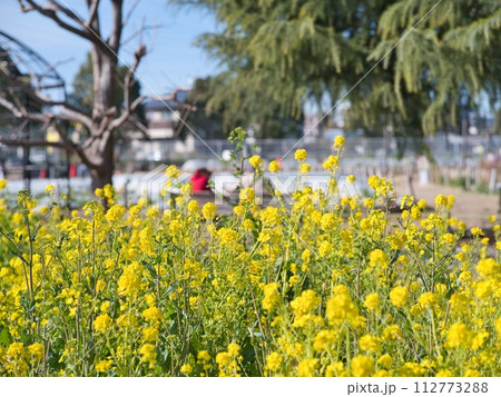 公園の花壇に咲く菜の花 112773288
