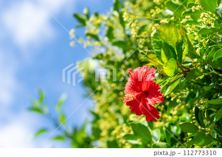 青い空と赤いハイビスカス 112773310