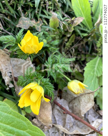 ひと際目立つフクジュソウの花 112774027