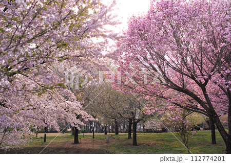 桜のある風景 112774201
