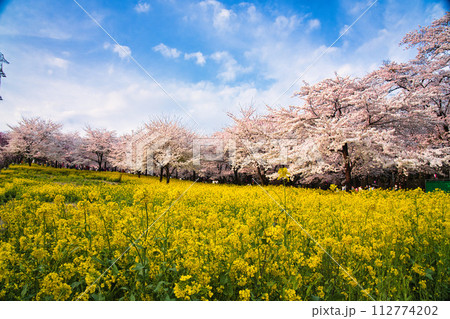 菜の花と桜のある風景 112774202