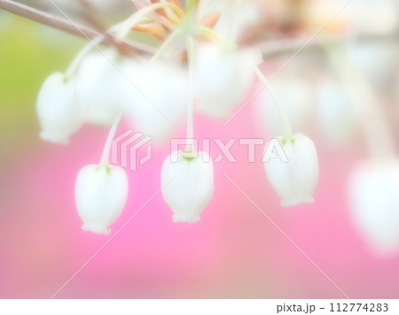 ピンクの芝桜をバックに咲くドウダンツツジの花 ピンクの芝桜をバックに咲くドウダンツツジの花 112774283