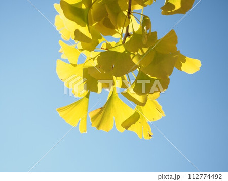 黄色く色づいたイチョウの葉と青空 112774492