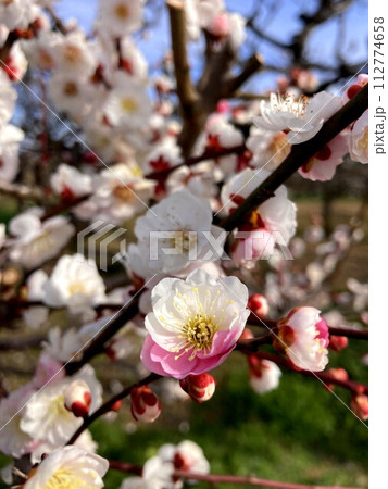可愛らしい源平咲きの梅 可愛らしい源平咲きの梅 112774658